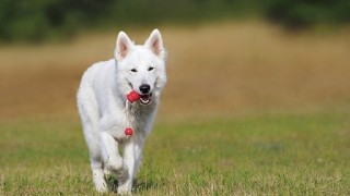 ホワイトスイスシェパードドッグ