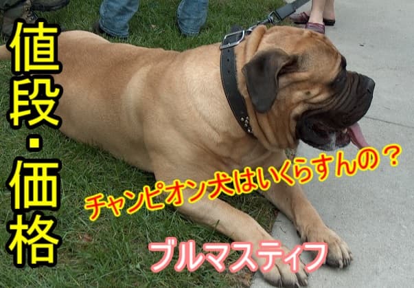 ブルマスティフ・海外・チャンピオン犬・値段・価格