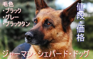 ジャーマン・シェパード・ドッグの子犬の値段（毛色や輸入犬 ...