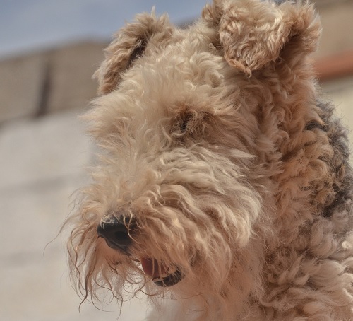 エアデール テリアの性格や特徴をまとめてみた いぬぽち