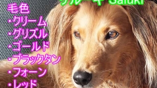 サルーキ・子犬・毛色・値段・価格