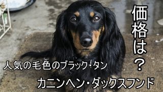 カニンヘンダックスフンド-人気-毛色-ブラックタン-値段-価格