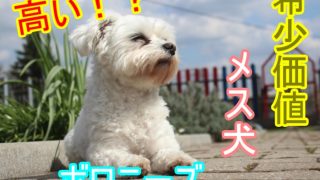 ボロニーズ-希少価値-メス犬-高い-値段-価格