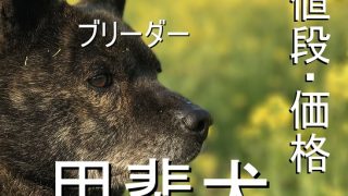 甲斐犬-ブリーダー-ペットショップ-値段-価格