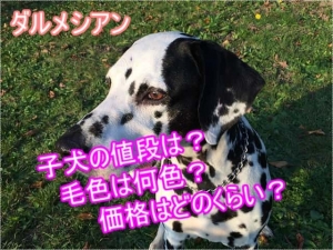 ダルメシアンの子犬の値段（ブリーダーやショップの違い）や ...