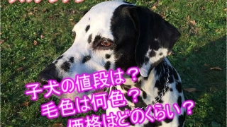 ダルメシアン・子犬・毛色・値段・価格