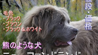 熊のような犬-ニューファンドランド・毛色・値段・価格