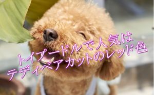 スタンダードプードルの子犬の値段は血統によって跳ね上がる ...