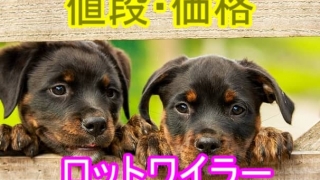 ロットワイラー・子犬・値段・価格