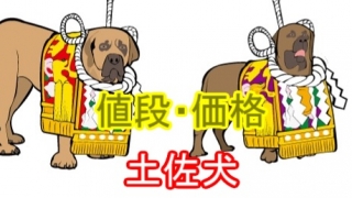 土佐犬・値段・価格・相場