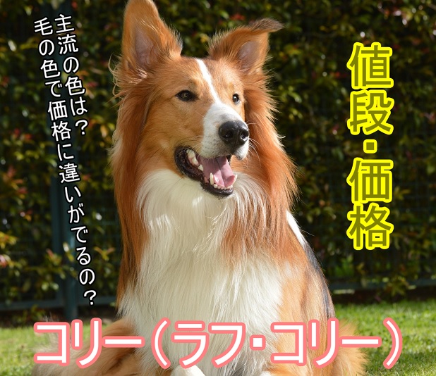 コリー 犬 ラフ コリー の価格はブルーマールや血統によって値段が違う トリミングから子犬の相場まで徹底解説 いぬぽち