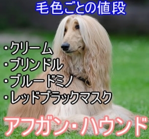 アフガン・ハウンドの子犬の値段やチャンピオン犬の価格相場 ...