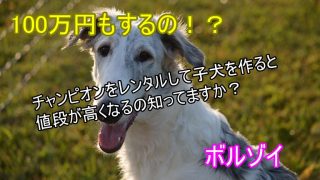 ボルゾイ-チャンピオン-レンタル-子犬-値段が上がる