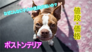 ボストンテリアの子犬の値段が高いのはなぜ！？ミックス犬の ...