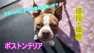 ボストンテリア-子犬-値段-高い-なぜ