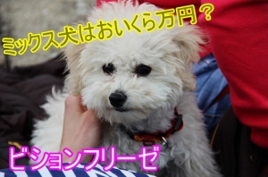 【お金と余裕がある人限定】ビションフリーゼの子犬 ...