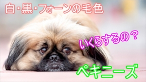 【猫のような犬】ペキニーズの子犬の値段や毛色（白、黒 ...