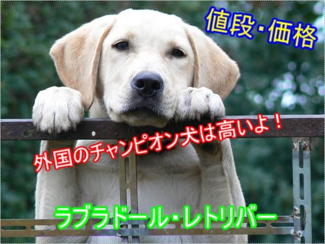 ラブラドールレトリバー・外国チャンピオン犬・値段・高い