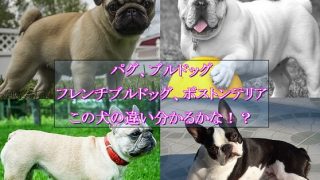 パグ-ブルドッグ-フレンチブルドッグ-ボストンテリアの違い