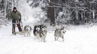 シベリアンハスキー用途-ソリ引き