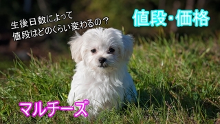 マルチーズ-子犬-生後日数-値段-価格-比較