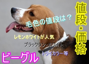 【探してる人必見】ビーグルの子犬やミックス犬の値段から1 ...