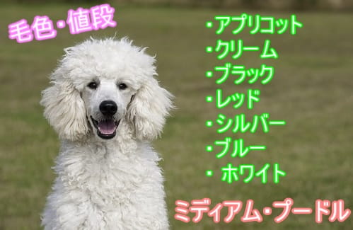 ミディアムプードル-子犬-値段-価格