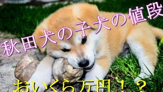 秋田犬-値段-価格-相場-いくら