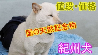 紀州犬-値段・価格・相場