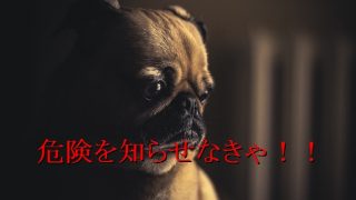 パグ-飼い主に危険が迫ってる事を知らせる