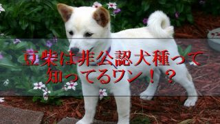 豆柴-豆柴犬-非公認犬種