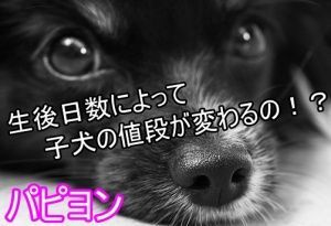 かわいいパピヨンの子犬の値段やミックス犬、毛色の価格の ...