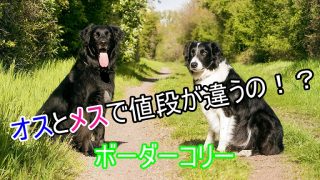 ボーダーコリー-オスとメスで値段が違う