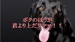 犬-腰振る-自分のほうが上