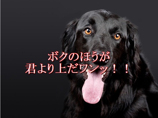 犬が腰を振る場合は要注意 知っておきたい犬の勘違い行為 いぬぽち