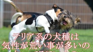 小型犬-よく吠える-テリア系犬種は気性が荒い