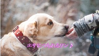 犬-吠える-黙らせる-餌付け対策