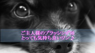 犬-ブラッシング