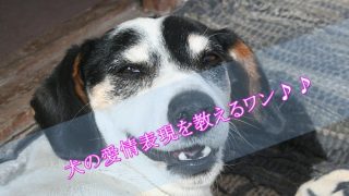 犬の愛情表現