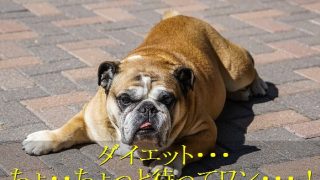 犬-ダイエット-注意点-過度な運動や食事制限