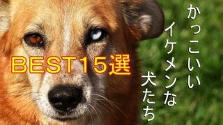 かっこいい-イケメン-犬種-ランキング