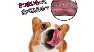 犬-さつまいも-食べても大丈夫なのか