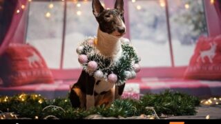 犬-クリスマスツリー-倒す-オーナメント-食べたる-対策