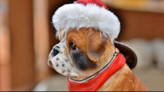 犬のクリスマスプレゼントで人気のおやつ３選