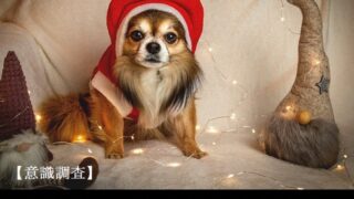 【意識調査】愛犬にクリスマスプレゼントをあげた事はある？どのような物を贈ったの？