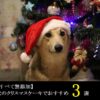 【すべて無添加】犬のクリスマスケーキでおすすめ３選