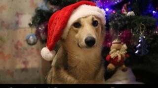 【すべて無添加】犬のクリスマスケーキでおすすめ３選